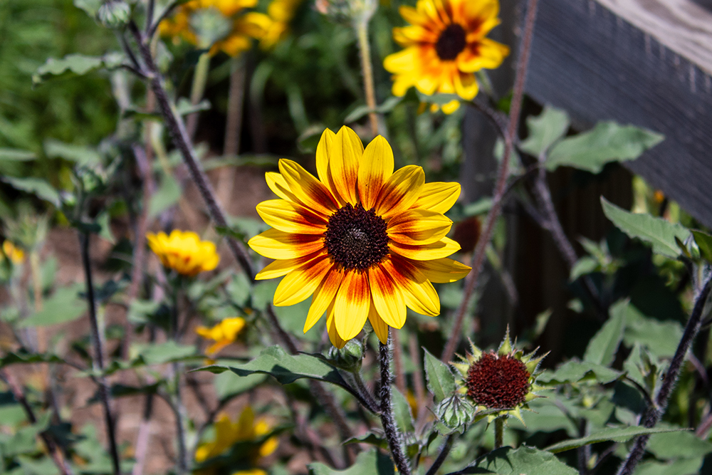 Demonstration Garden - Donohoe Center