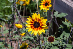 Demonstration Garden - Donohoe Center
