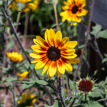 Demonstration Garden - Donohoe Center