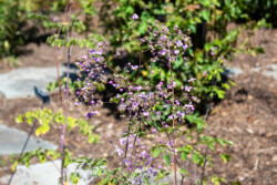 Demonstration Garden - Donohoe Center