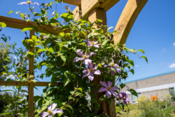 Demonstration Garden - Donohoe Center