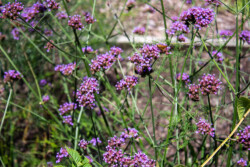 Demonstration Garden - Donohoe Center